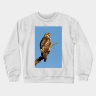 Red-tailed Hawk - juvenile Crewneck Sweatshirt